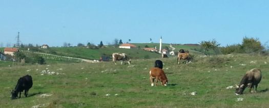 20141011_151706mosquecows