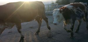 20141012_174554cowssunset